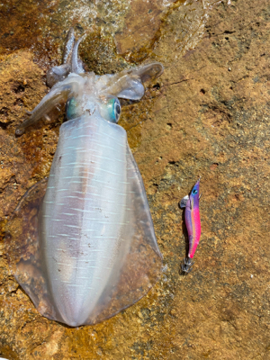 こんな所でアオリイカ!?