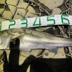 今年初のまともなシーバス