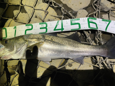 今年初のまともなシーバス