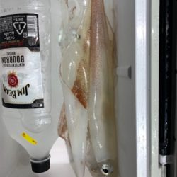 イカメタル 京丹後