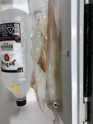 イカメタル 京丹後