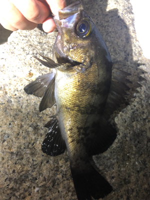 リベンジメバリング