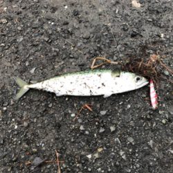 本命タチウオGetならず