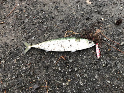 本命タチウオGetならず