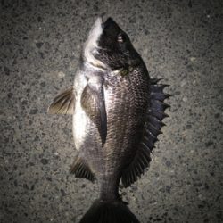 久しぶりにチヌ