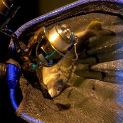 ベイトだらけでシーバスだらけアジング