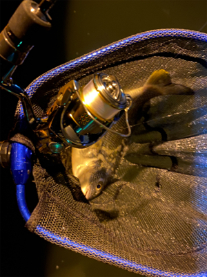 ベイトだらけでシーバスだらけアジング