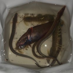 久しぶりの釣り