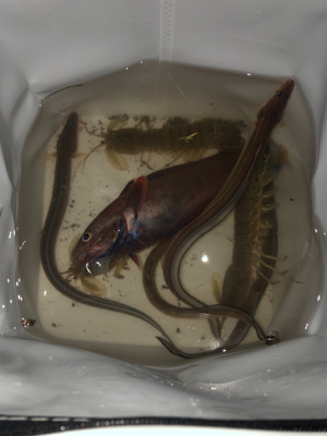 久しぶりの釣り