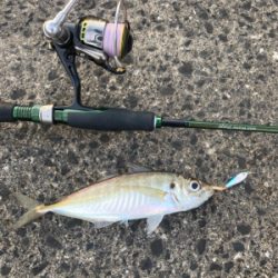 アジング　デイはジグ、ナイトはジグヘッド