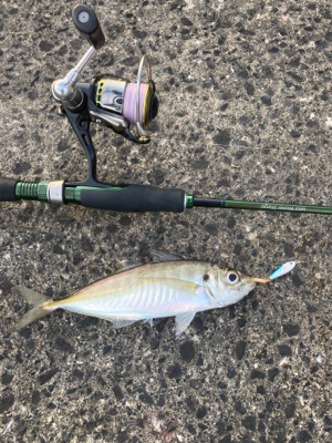 アジング　デイはジグ、ナイトはジグヘッド