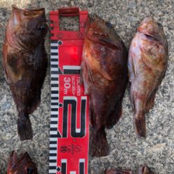 ロックフィッシュ20