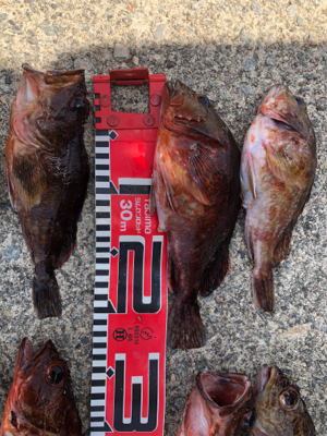 ロックフィッシュ20