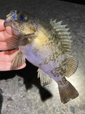 梅雨のメバル