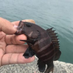 ちょーーい投げ