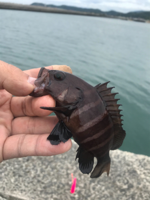 ちょーーい投げ