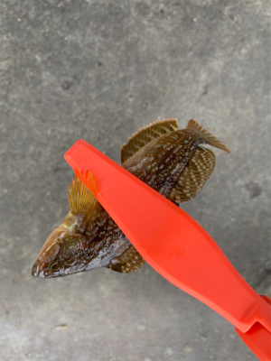 アジを釣りに行ったけど。