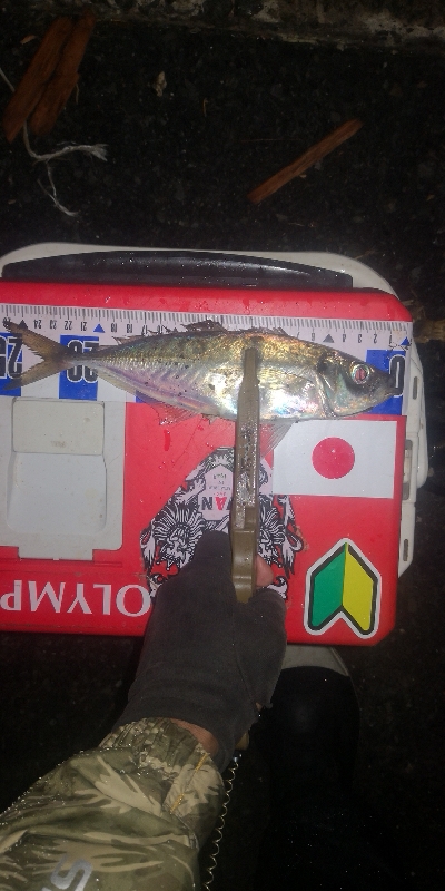 アジング練習　297