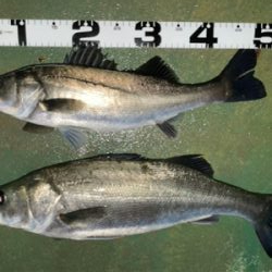 バチ抜けシーバス