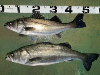 バチ抜けシーバス