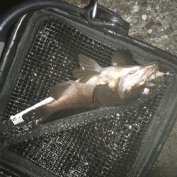 メバリング最高❗️