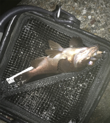 メバリング最高❗️