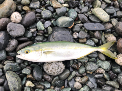 青物シーズン到来