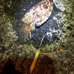 コウイカ 釣行