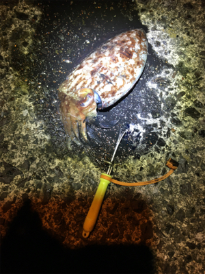 コウイカ 釣行