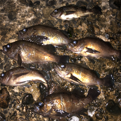 メバル最高❗️…