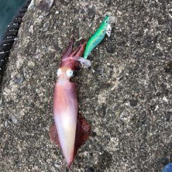 イカ釣り