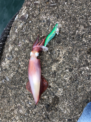 イカ釣り