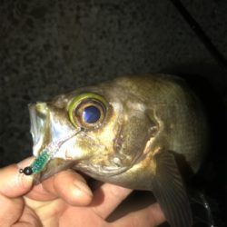 良型よく釣れます