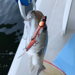 知り合いと共にボートシーバス