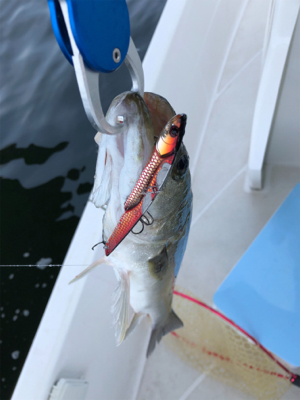 知り合いと共にボートシーバス