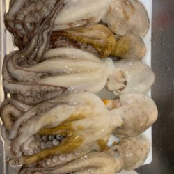 初船タコでも釣果をあげられました