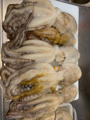 初船タコでも釣果をあげられました