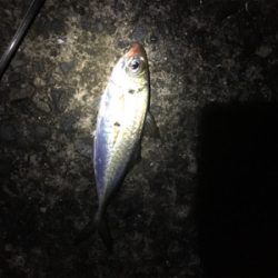 カゴ釣りでマアジがぽつぽつ