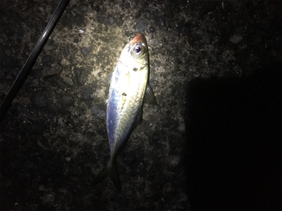 カゴ釣りでマアジがぽつぽつ