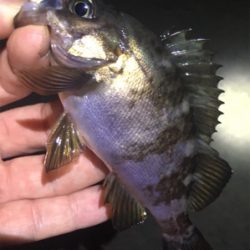 梅雨メバル始まる