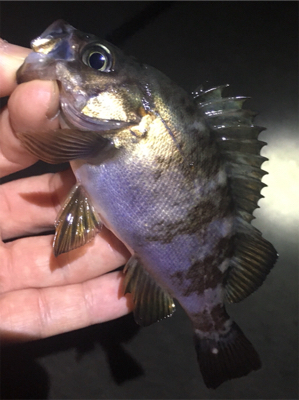 梅雨メバル始まる
