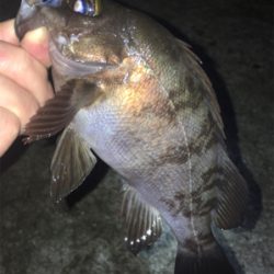 好調梅雨メバル