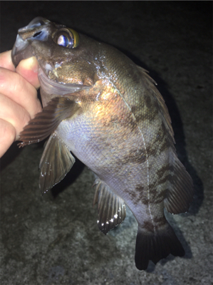 好調梅雨メバル