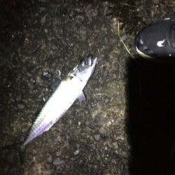 カゴ釣りでアジとサバ