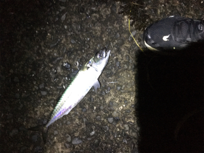 カゴ釣りでアジとサバ