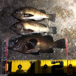 久しぶりのメバル