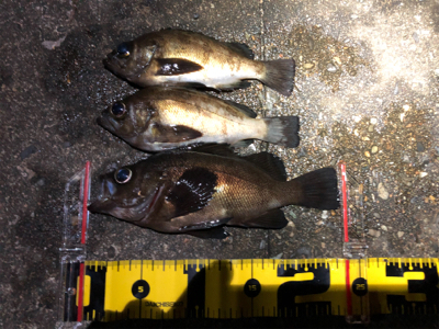 久しぶりのメバル