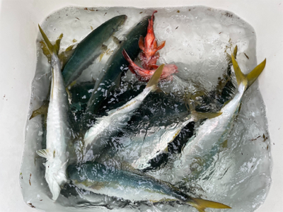 レンタルボートでハマチ祭り