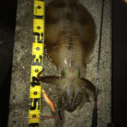 念願のアオリイカ キロUP\(^o^)/