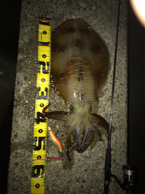 念願のアオリイカ キロUP\(^o^)/